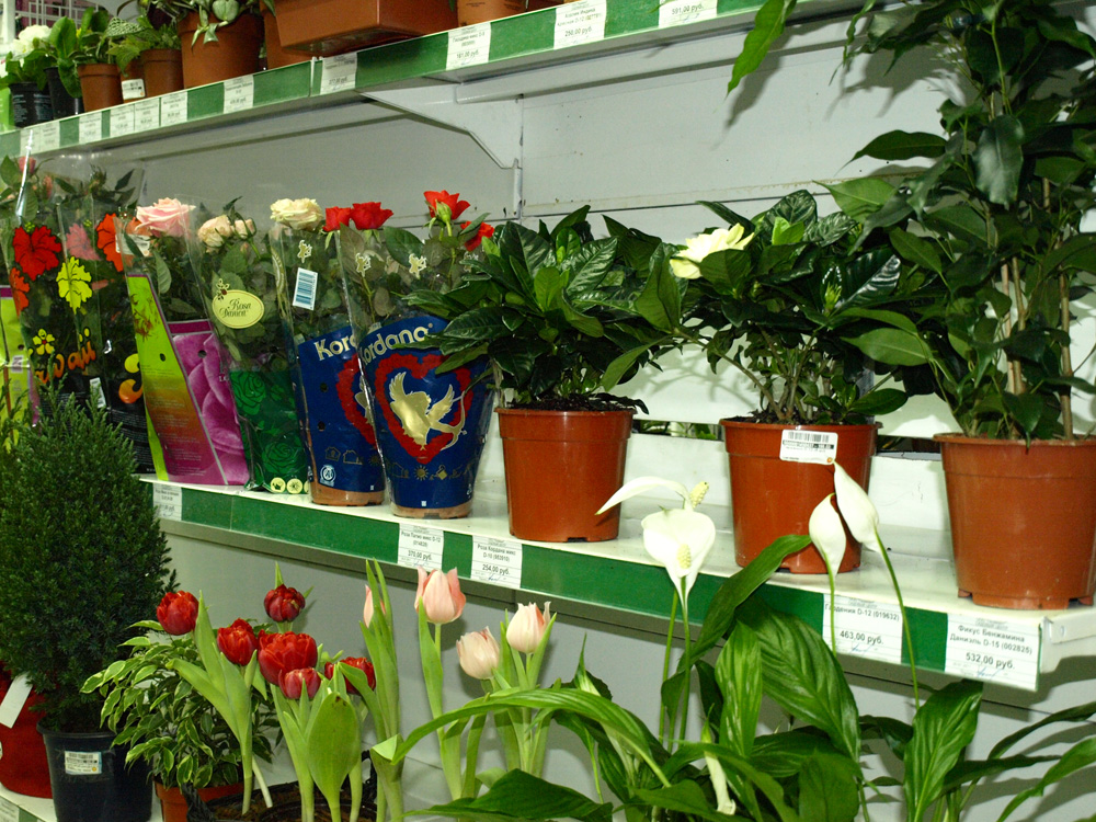 Где Можно Купить Растения В Омске